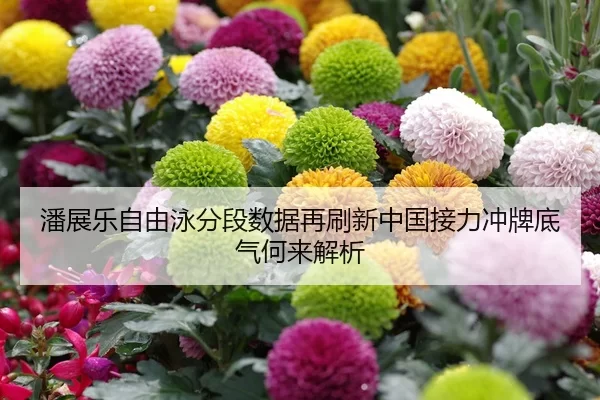 潘展乐自由泳分段数据再刷新中国接力冲牌底气何来解析